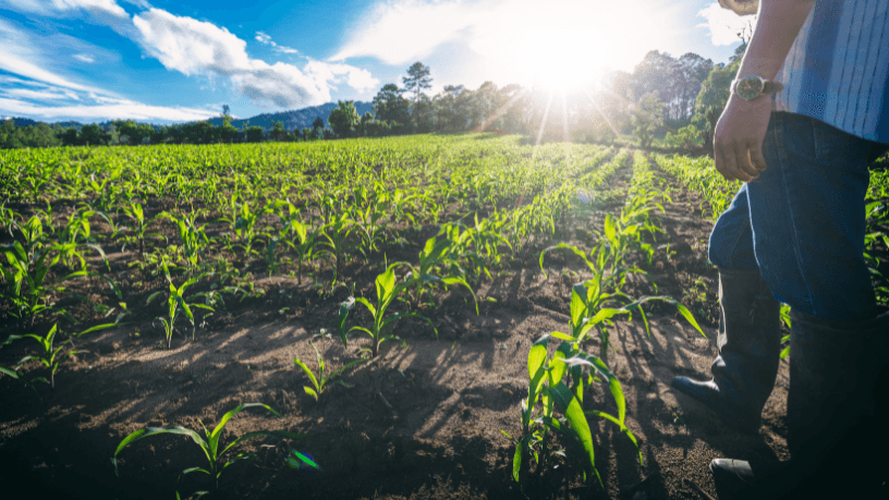 Sustentabilidade e mercado — Aldo Vendramin mostra como a rastreabilidade é hoje um diferencial estratégico no agro.